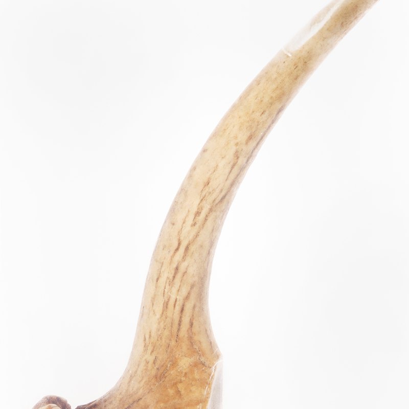 Hard Antler — Large