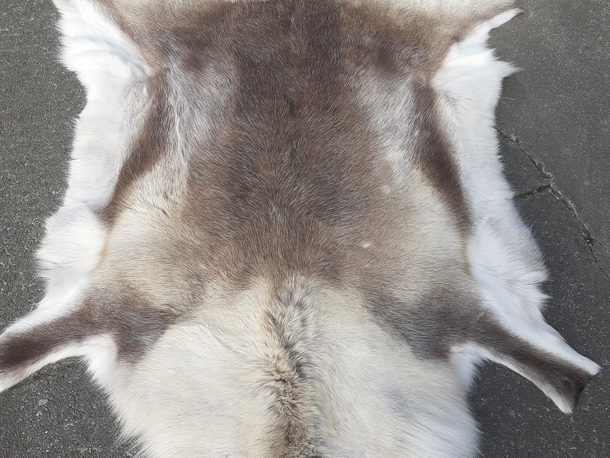 Arctic Reindeer skin